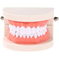 Anself Modelo dental para enseñanza infantil de higiene oral
